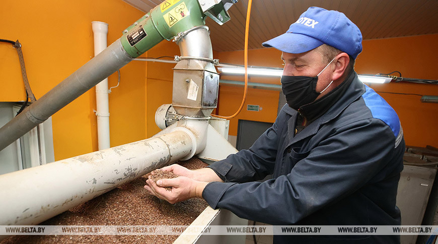 Производство льняного масла из семян нового урожая начали в Лидском районе