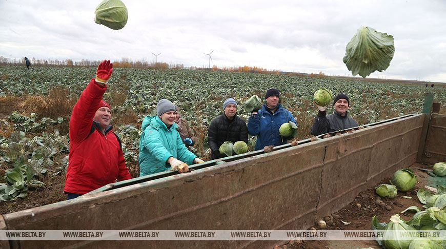 Жители Могилевского района помогли в уборке капусты во время областного субботника