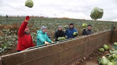 Жители Могилевского района помогли в уборке капусты во время областного субботника