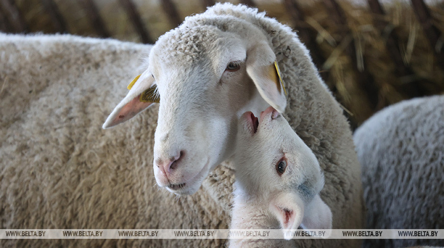 Поголовье овец в РСУП "Хутор-Агро" планируют увеличить