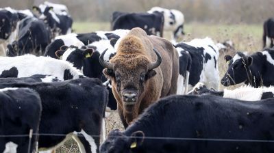 Зубр прибился к стаду телят в Глубокском районе