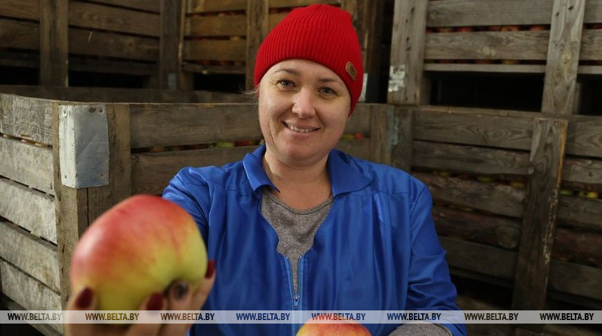 В Могилевской области формируют стабфонд плодоовощной продукции