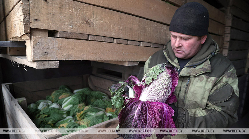 В Могилевской области идет формирование стабфонда плодоовощной продукции