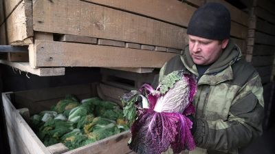 В Могилевской области идет формирование стабфонда плодоовощной продукции