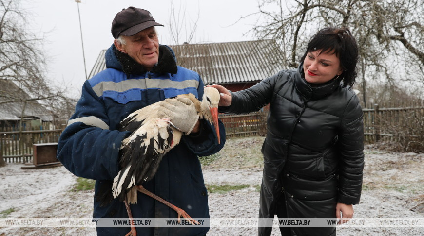 Спасенного в Сенненском районе аиста перевезли в Витебский зоопарк