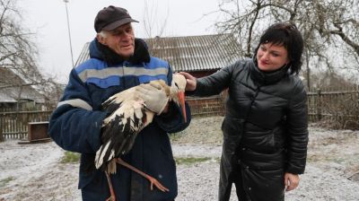 Спасенного в Сенненском районе аиста перевезли в Витебский зоопарк