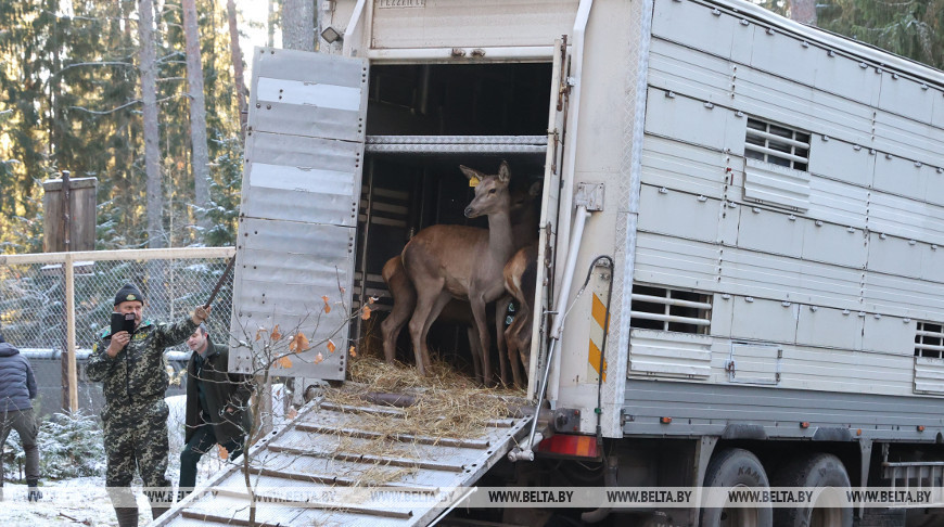 35 благородных оленей завезли в Витебский район