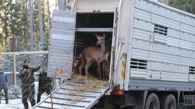 35 благородных оленей завезли в Витебский район