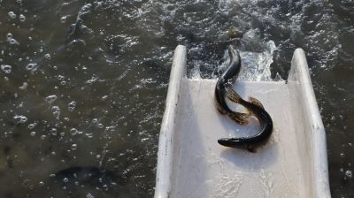 В Днепро-Брагинское водохранилище запустили щуку