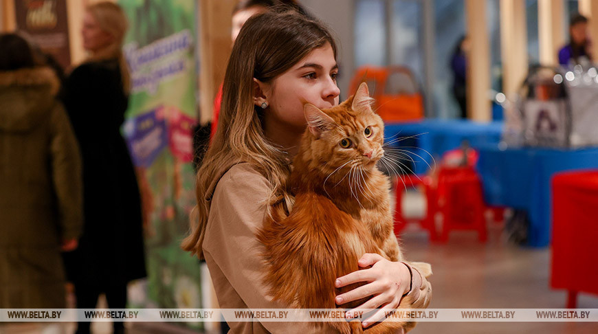 В Минске проходит международная выставка кошек и котят