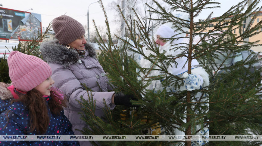 Лесхозы Витебской области планируют реализовать на елочных базарах около 30 тыс. новогодних деревьев