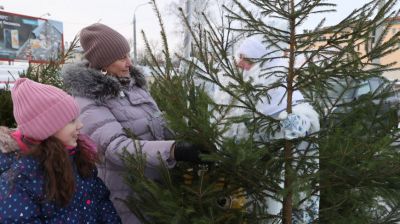 Лесхозы Витебской области планируют реализовать на елочных базарах около 30 тыс. новогодних деревьев