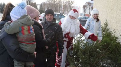 Лесхозы Могилевской области планируют продать 16,5 тыс. новогодних елей