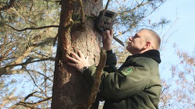 В Могилевской области усилен контроль за незаконной вырубкой елей