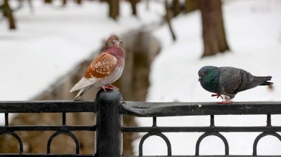 Зимний день в минском парке им. Горького