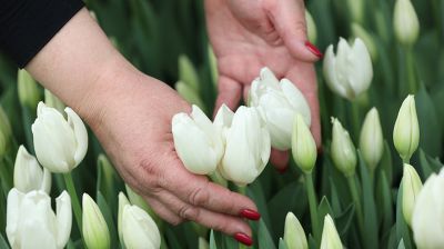 Фермерское хозяйство из Иваново вырастило 700 тыс. тюльпанов