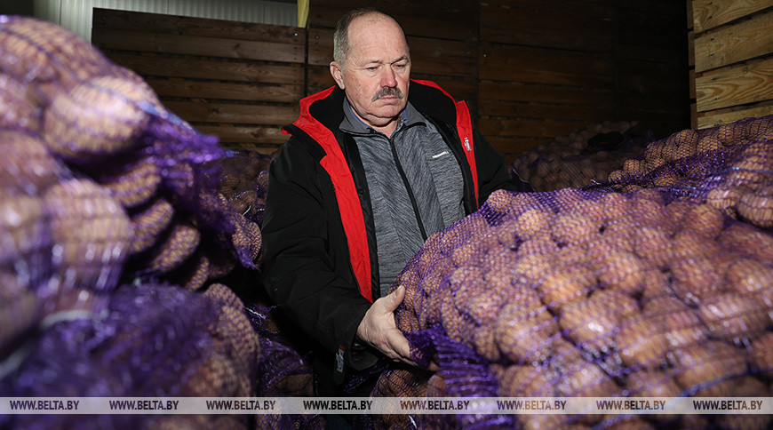 Фермерское хозяйство "Сула" специализируется на выращивании картофеля