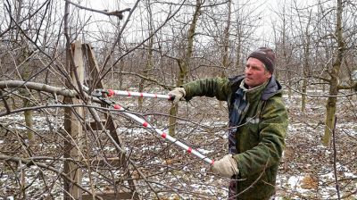 Яблоневые сады ОАО "Рассвет им. К.П.Орловского" готовят к весне