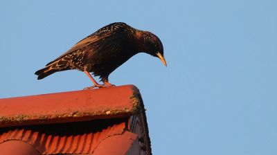 Скворцы вернулись в Беларусь