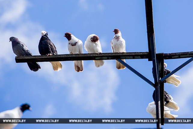 Более 100 птиц насчитывается в голубятне у жителя Пружан