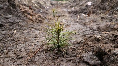 Более 350 га леса планируется восстановить в этом году в Могилевском лесхозе