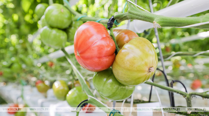 В фермерском хозяйстве Столинского района круглый год выращивают томаты