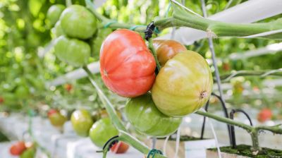 В фермерском хозяйстве Столинского района круглый год выращивают томаты