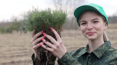 Плантацию лесных культур заложили в Гомельском районе