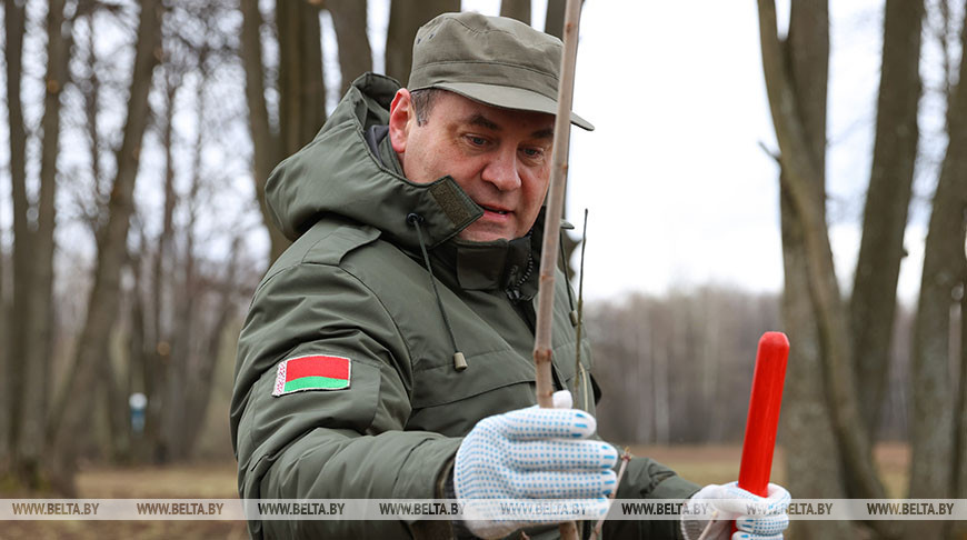 Головченко высадил аллею деревьев во время республиканского субботника