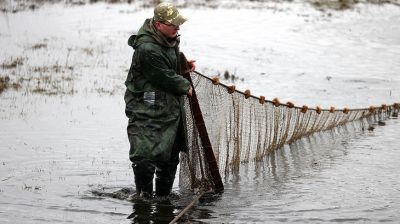 Более 400 т товарной рыбы планируют выловить в этом году в рыбхозе "Свислочь"