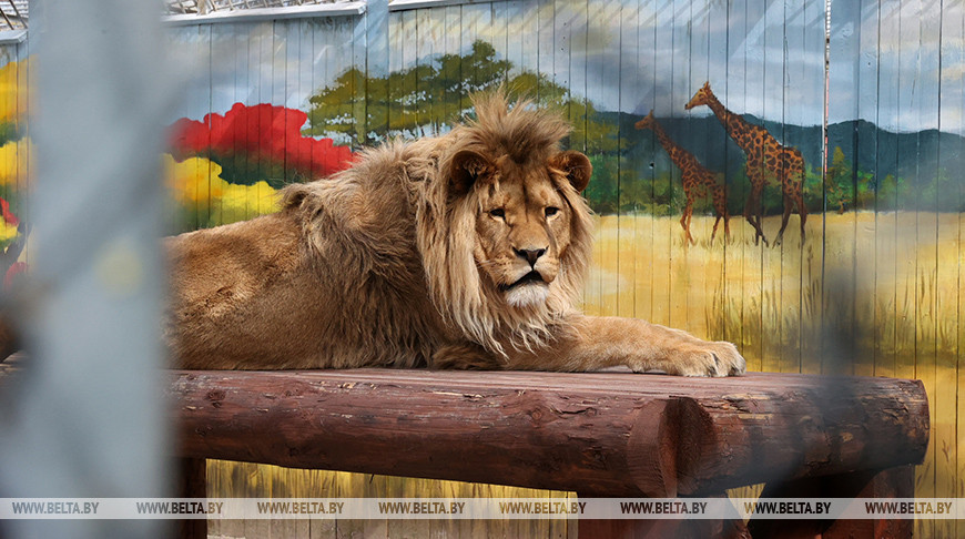 В Могилевском зоосаде насчитывается почти 300 животных