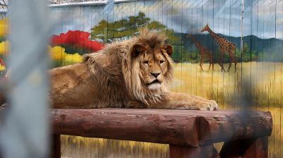 В Могилевском зоосаде насчитывается почти 300 животных