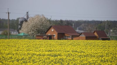 В Гродненском районе зацвел рапс