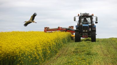 В Гродненском районе приступили к укосу сурепицы