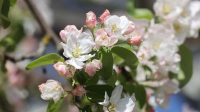 В Витебске цветут яблони