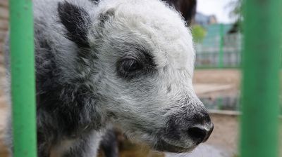 В Гродненском зоопарке пополнение в семействе яков