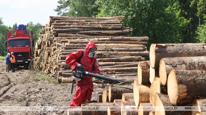 Климовичский лесхоз проводит обработку древесины от вредителей