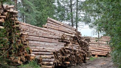В лесхозах Могилевской области продолжается заготовка ветровальной древесины