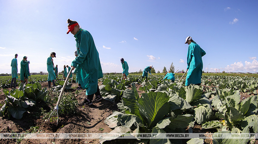 Студотрядовцы помогают тепличному комбинату "Берестье" растить и собирать урожай
