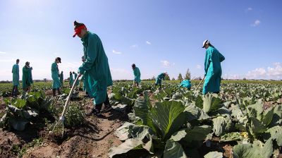 Студотрядовцы помогают тепличному комбинату "Берестье" растить и собирать урожай