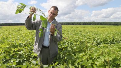 К выращиванию сои приступили в этом году на Могилевской сельхозстанции станции НАН Беларуси