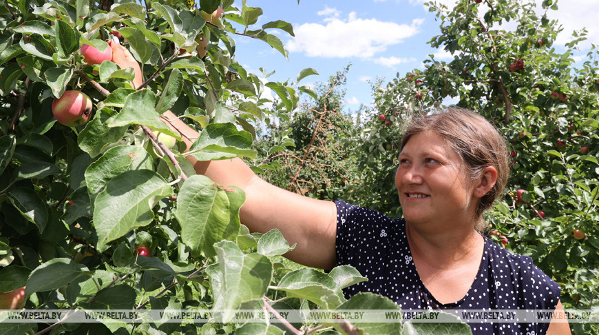 В Кировском районе собирают яблоки