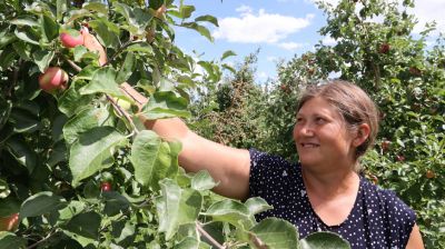 В Кировском районе собирают яблоки
