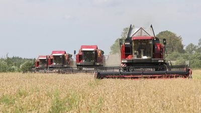 Уборка озимой пшеницы идет в КУСКП "Улльский"