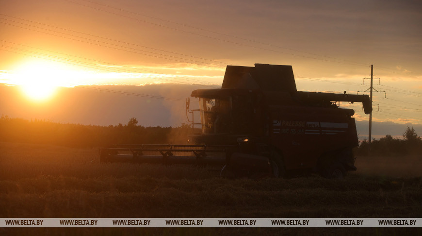 До захода солнца идет уборка зерновых в Гродненском районе