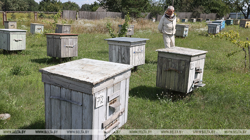 Пчеловоды пасеки Ямполь в этом сезоне уже собрали 2,2 тонны меда
