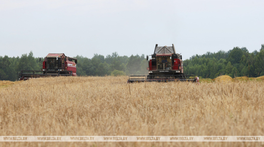 Около 60% зерновых убрали комбайнеры Бешенковичского района