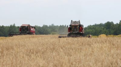 Около 60% зерновых убрали комбайнеры Бешенковичского района