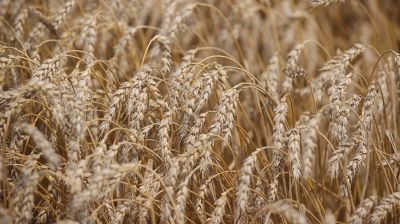Первый миллион тонн зерна намолочен в Гродненской области