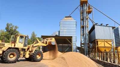 Прием зерна нового урожая идет на Витебском комбинате хлебопродуктов